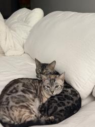 Lost Female Cat last seen Melrose, Los Angeles, CA 90048