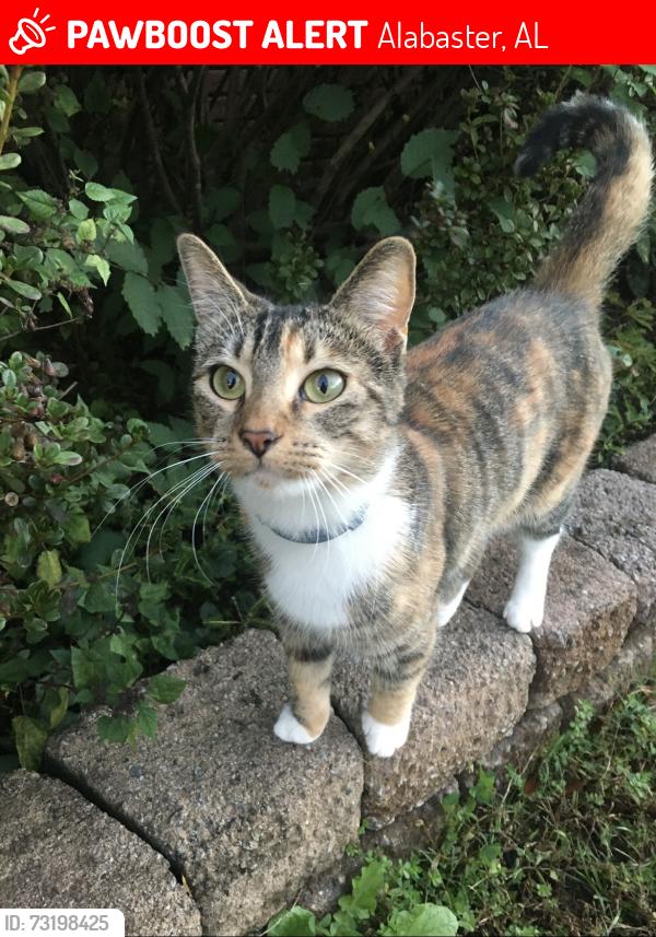 Lost Female Cat last seen Willow Creek Pkwy and Hill Spun Rd, Alabaster, AL 35007