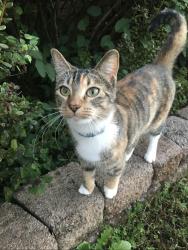 Lost Female Cat last seen Willow Creek Pkwy and Hill Spun Rd, Alabaster, AL 35007