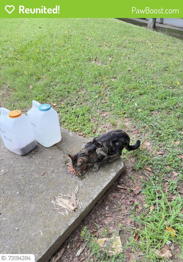 Reunited Unknown Cat last seen Central Ave and North Ave, Central Park, Atlanta, GA 30308