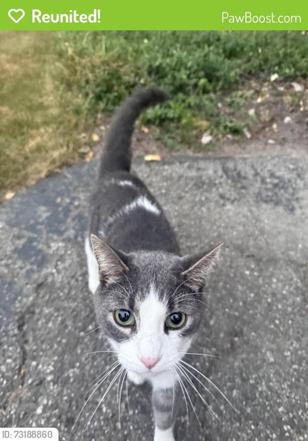 Reunited Unknown Cat last seen Cascade and east beltline area, Grand Rapids, MI 49506