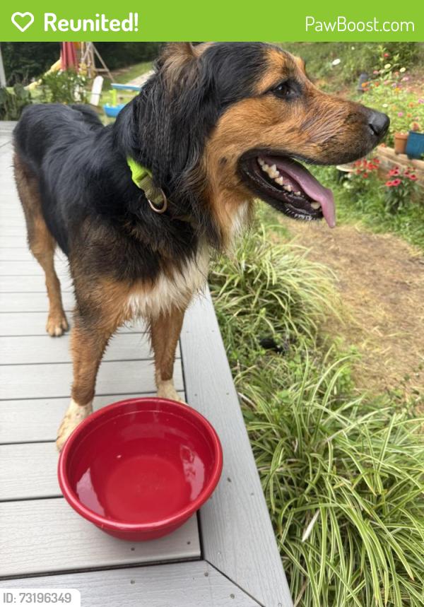Reunited Unknown Dog last seen Sam’s Rd, Sams Rd, NC 28787