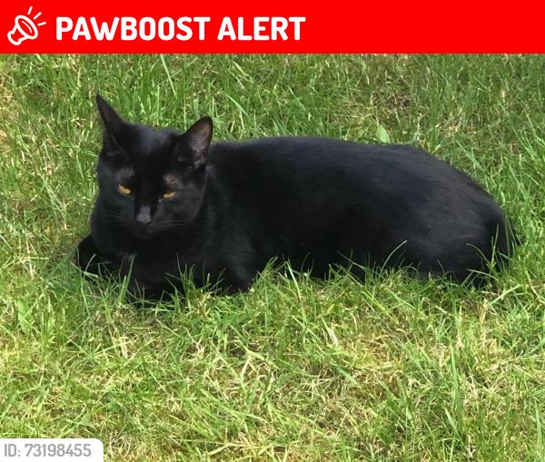 Lost Female Cat last seen Bestwood village, Bestwood Village, England NG6 8FD