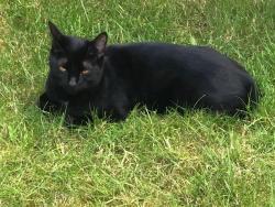 Lost Female Cat last seen Bestwood village, Bestwood Village, England NG6 8FD