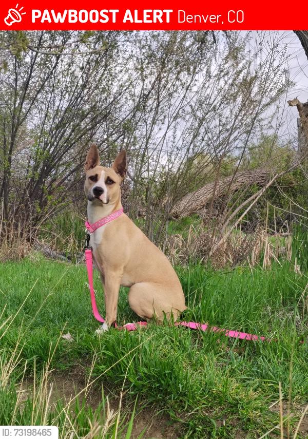 Lost Female Dog last seen Yale and Wadsworth, Denver, CO 80227