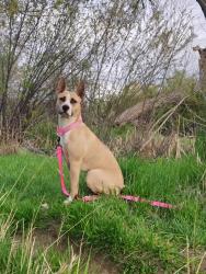 Lost Female Dog last seen Yale and Wadsworth, Denver, CO 80227