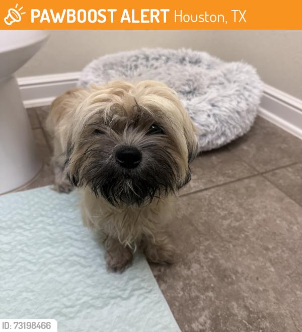 Found/Stray Female Dog last seen Louetta and Hawthorne Ridge, Houston, TX 77429