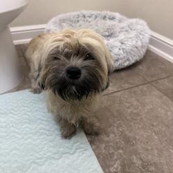 Found/Stray Female Dog last seen Louetta and Hawthorne Ridge, Houston, TX 77429