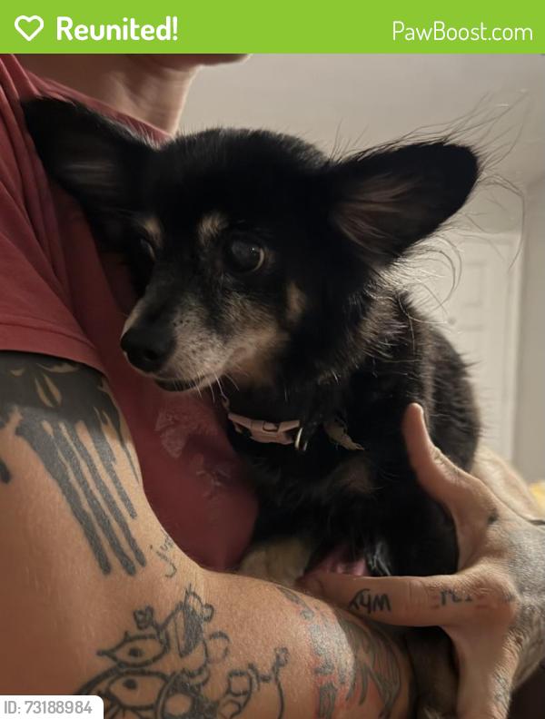 Reunited Female Dog last seen Eldron Blvd and Godfrey Rs, Palm Bay, FL 32909