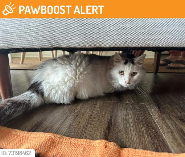 Found/Stray Unknown Cat last seen Near Marsh Landing Blvd, Jacksonville Beach, Fl, Jacksonville Beach, FL 32250