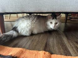 Found/Stray Unknown Cat last seen Near Marsh Landing Blvd, Jacksonville Beach, Fl, Jacksonville Beach, FL 32250