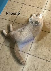Lost Male Cat last seen Oldfield subdivision, Daphne, AL 36526