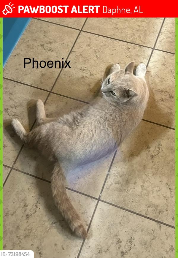 Lost Male Cat last seen Oldfield subdivision, Daphne, AL 36526