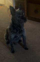 Reunited Male Dog last seen Bowhill/Elizabeth Ave, Hamilton Township, NJ 08610