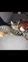 Lost Male Cat last seen Near shoal creek blvd austin texas, Austin, TX 78756