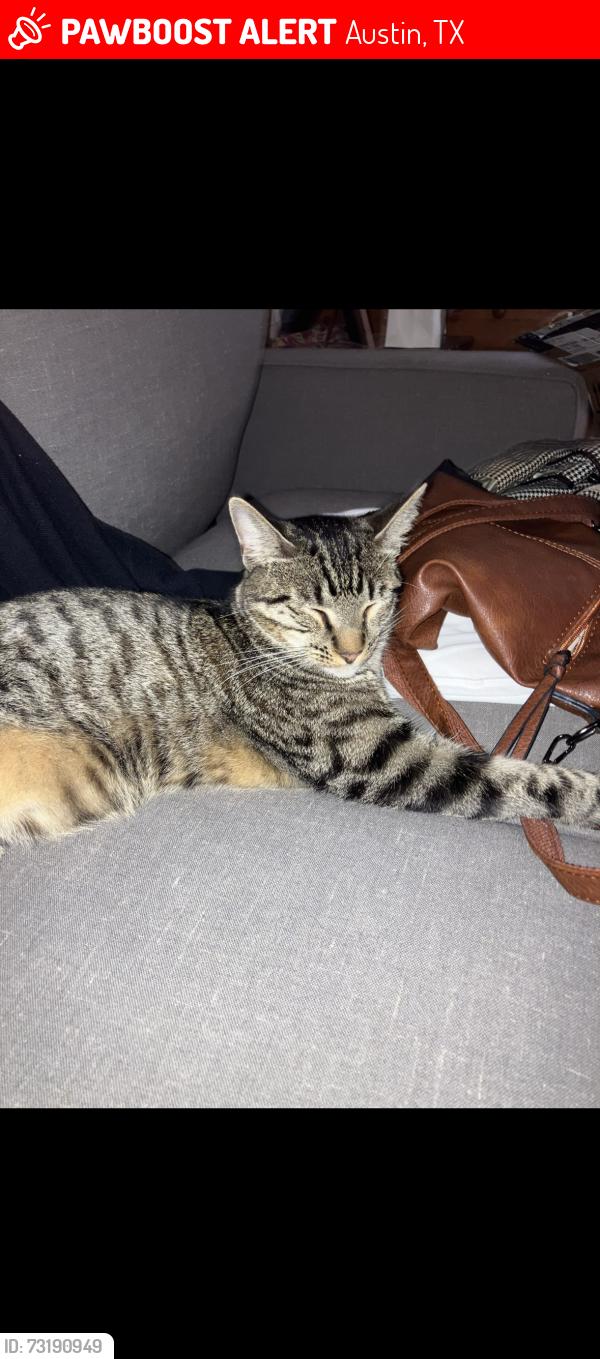 Lost Male Cat last seen Near shoal creek blvd austin texas, Austin, TX 78756