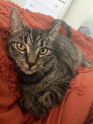 Reunited Female Cat last seen Near Blaine Ave, Buffalo, NY 14208, USA, Buffalo, NY 14208
