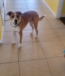 Reunited Male Dog last seen Near Quail Hollow St, Victorville, CA 92392, USA, Victorville, CA 92392