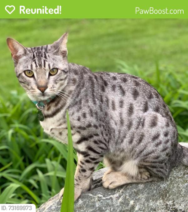 Reunited Male Cat last seen Haynie & Randolph Siding, Jupiter, FL 33478