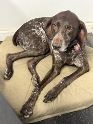 Reunited Female Dog last seen 14th NW and 24th NW, Gig Harbor, WA 98335