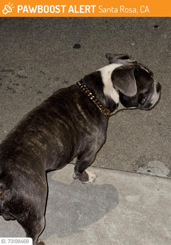 Found/Stray Male Dog last seen Next to bus station West Ave bus station next to apmts, Santa Rosa, CA 95407