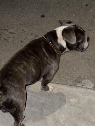 Found/Stray Male Dog last seen Next to bus station West Ave bus station next to apmts, Santa Rosa, CA 95407