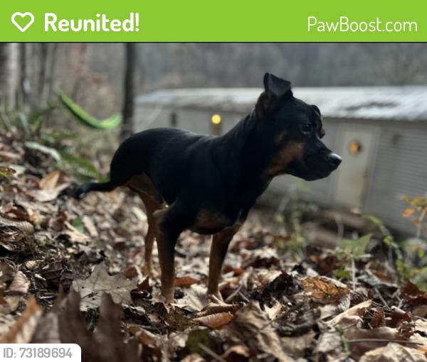 Reunited Male Dog last seen Double island rd and chestnut branch dr, Yancey County, NC 28740