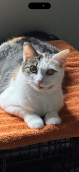 Lost Female Cat last seen Gentle valley Ln, Raleigh, NC 27603