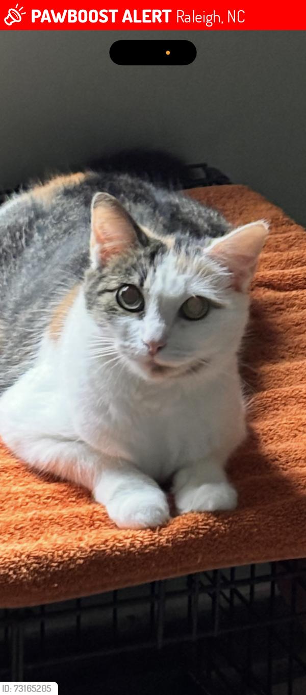 Lost Female Cat last seen Gentle valley Ln, Raleigh, NC 27603