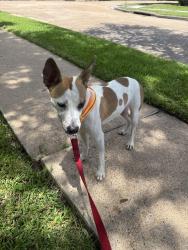 Found/Stray Female Dog last seen Near Renwick Drive, Houston, TX 77096, Houston, TX 77096