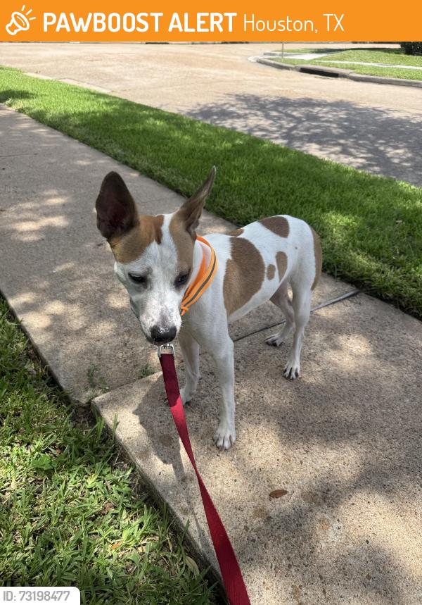 Found/Stray Female Dog last seen Near Renwick Drive, Houston, TX 77096, Houston, TX 77096