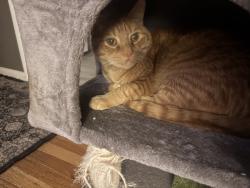 Lost Male Cat last seen 12th street, Episcopal Church, Bessemer City High School, Stinger Park, Bessemer City, NC 28016