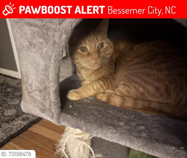 Lost Male Cat last seen 12th street, Episcopal Church, Bessemer City High School, Stinger Park, Bessemer City, NC 28016