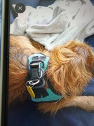 Reunited Female Dog last seen SW Santander Ave and Martin, Port St Lucie, Port St. Lucie, FL 34953