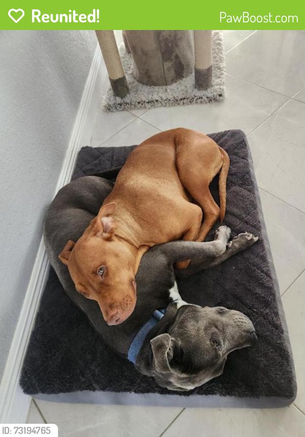 Reunited Male Dog last seen Everglades Blvd and 4th Ave NE, Rural Estates, FL 34120