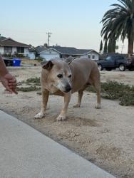 Found/Stray Female Dog last seen Alto Dr x Los Flores Dr, San Bernardino, CA 92404