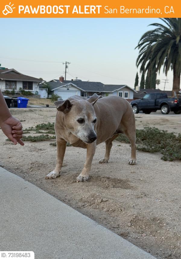 Found/Stray Female Dog last seen Alto Dr x Los Flores Dr, San Bernardino, CA 92404