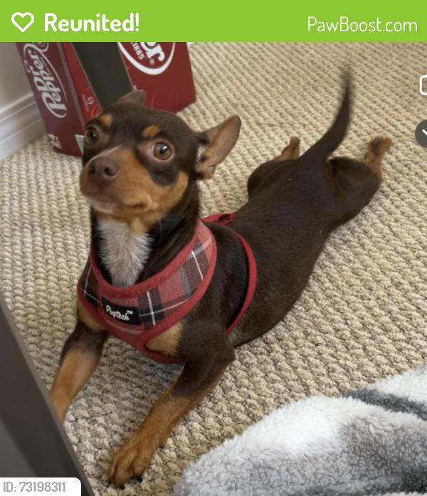Reunited Female Dog last seen Near Waltz St SE, Palm Bay, FL 32909, Palm Bay, FL 32909