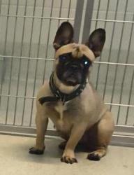 Shelter Stray Female Dog last seen Highland Township, HIGHLAND, MI, 48356, 1200 N Telegraph Building 42E, Pontiac, MI 48340, USA