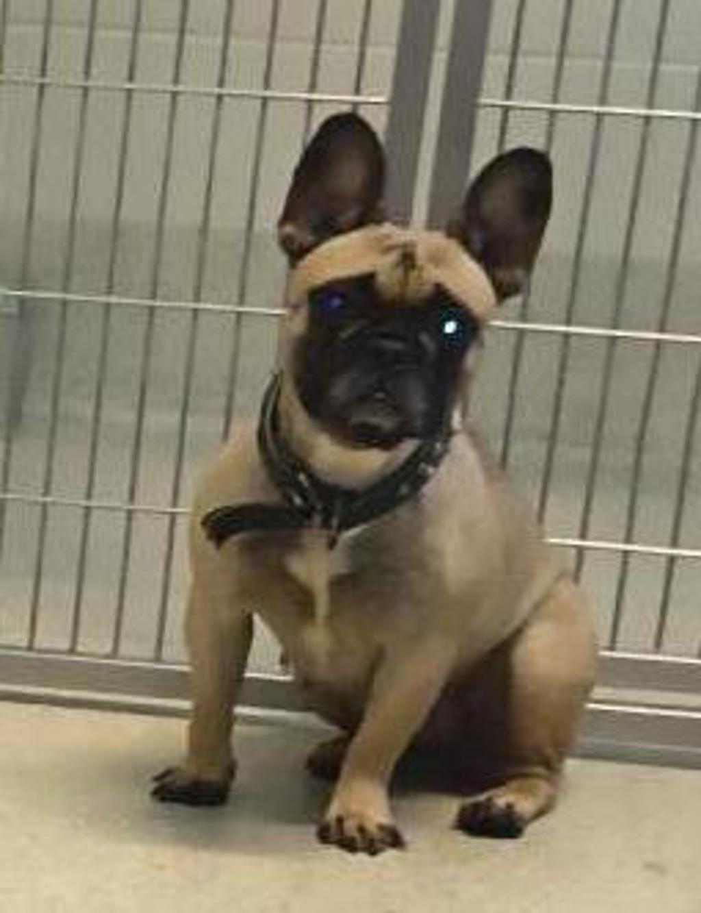 Shelter Stray Female Dog last seen Highland Township, HIGHLAND, MI, 48356, 1200 N Telegraph Building 42E, Pontiac, MI 48340, USA