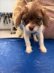 Shelter Stray Male Dog last seen Near Purdue Street, STATEN ISLAND, NY, 10314, 326 E 110th St, New York, NY 10029, USA