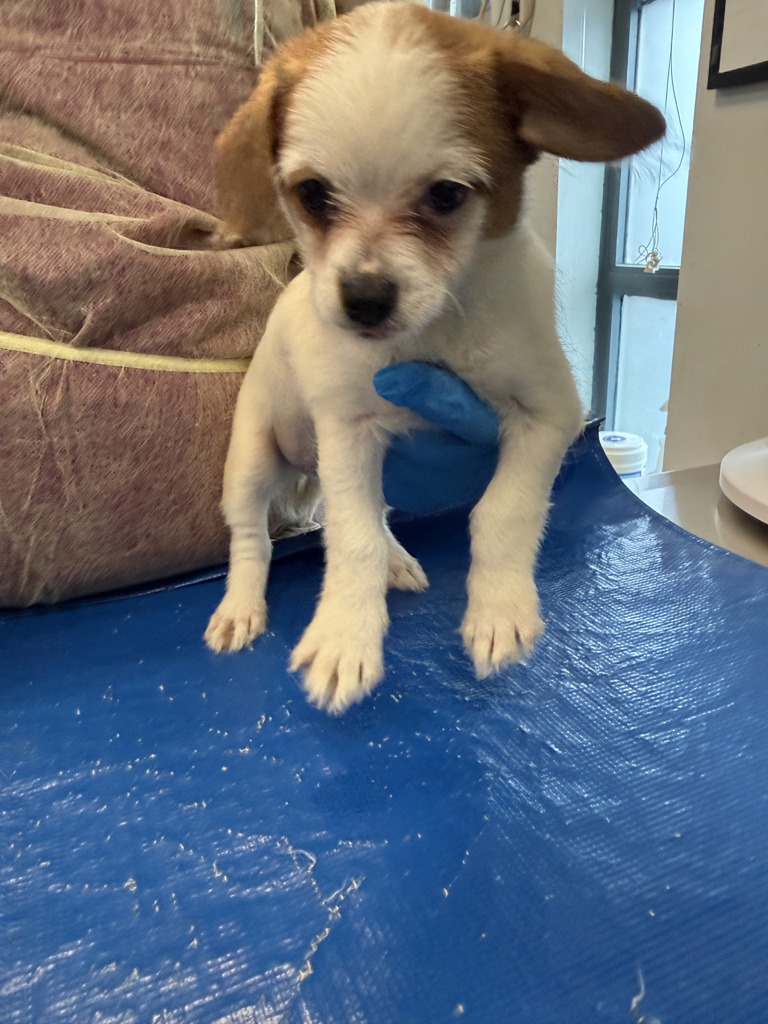 Shelter Stray Male Dog last seen Near Purdue Street, STATEN ISLAND, NY, 10314, 326 E 110th St, New York, NY 10029, USA