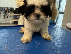 Shelter Stray Male Dog last seen Near Purdue Street, STATEN ISLAND, NY, 10314, 326 E 110th St, New York, NY 10029, USA