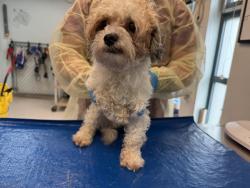 Shelter Stray Male Dog last seen Near Purdue Street, STATEN ISLAND, NY, 10314, 326 E 110th St, New York, NY 10029, USA
