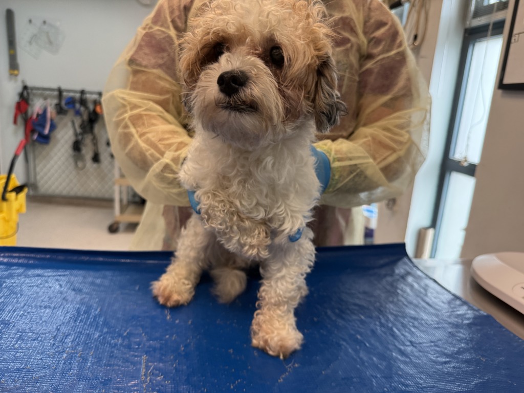 Shelter Stray Male Dog last seen Near Purdue Street, STATEN ISLAND, NY, 10314, 326 E 110th St, New York, NY 10029, USA