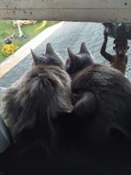 Reunited Female Cat last seen 8th & I. street. area, Eureka, CA 95501