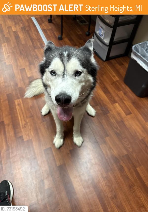 Found/Stray Male Dog last seen 15 mile and moravian, Sterling Heights, MI 48312