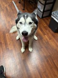 Found/Stray Male Dog last seen 15 mile and moravian, Sterling Heights, MI 48312