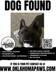 Found/Stray Unknown Dog last seen 111th/Elm, Broken Arrow, OK 74011