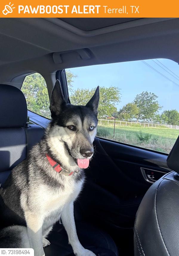 Found/Stray Female Dog last seen Poetry Rd, Terrell, TX 75160
